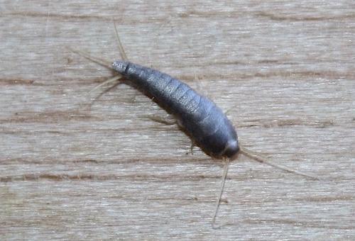 Lepisma saccharina